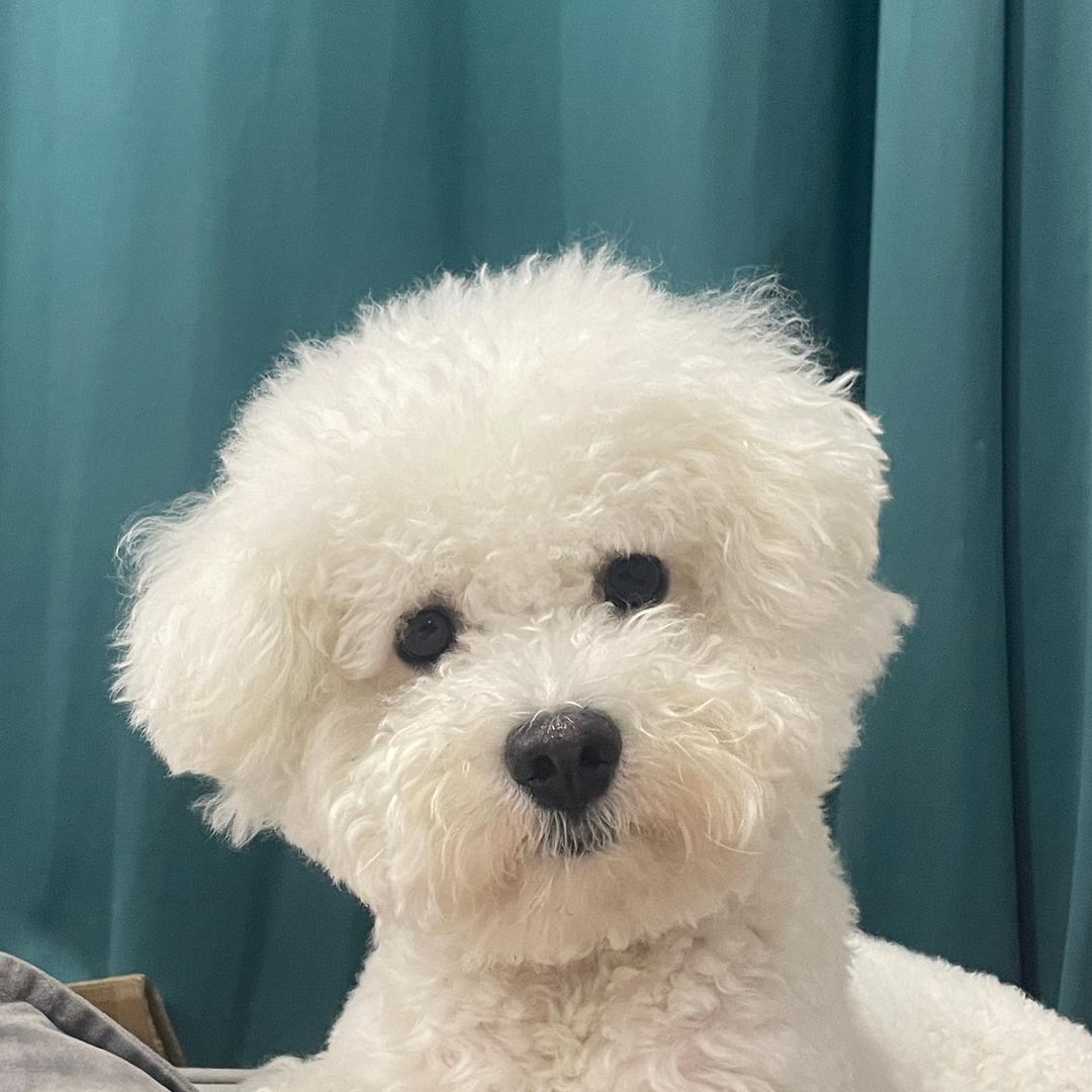 皮皮熊