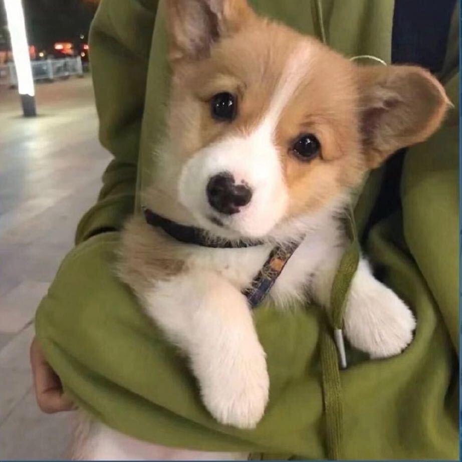 有空养只小狗🐶