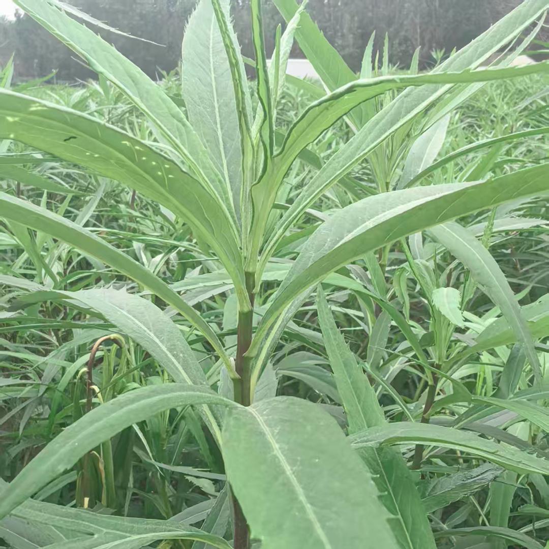 至简农产品超市