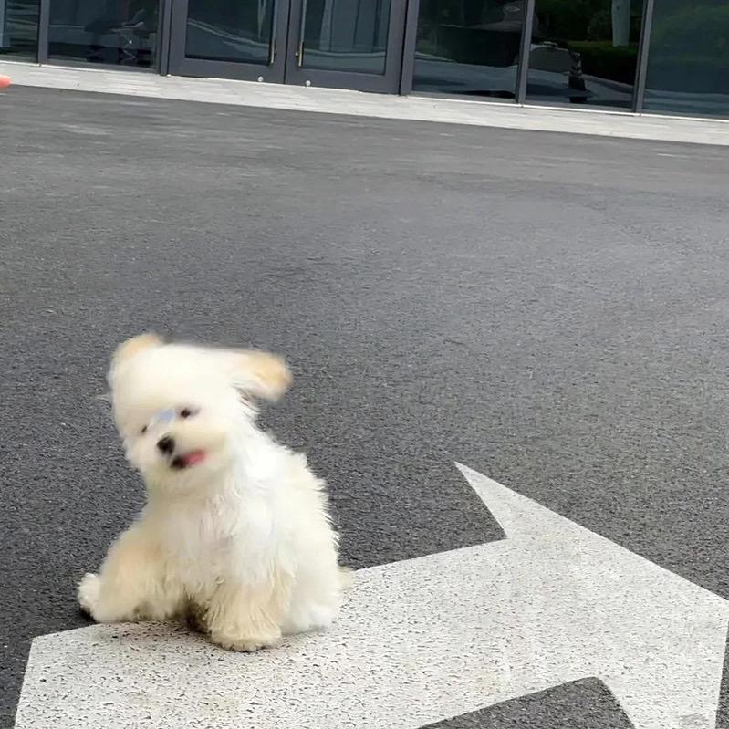 你比荷包蛋可爱