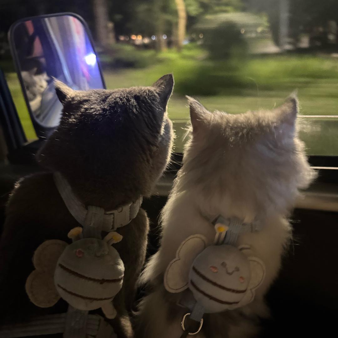 一只温柔猫