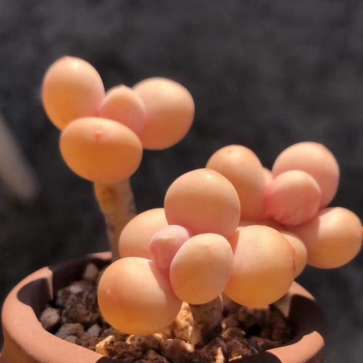小刘刘绿植花卉园艺