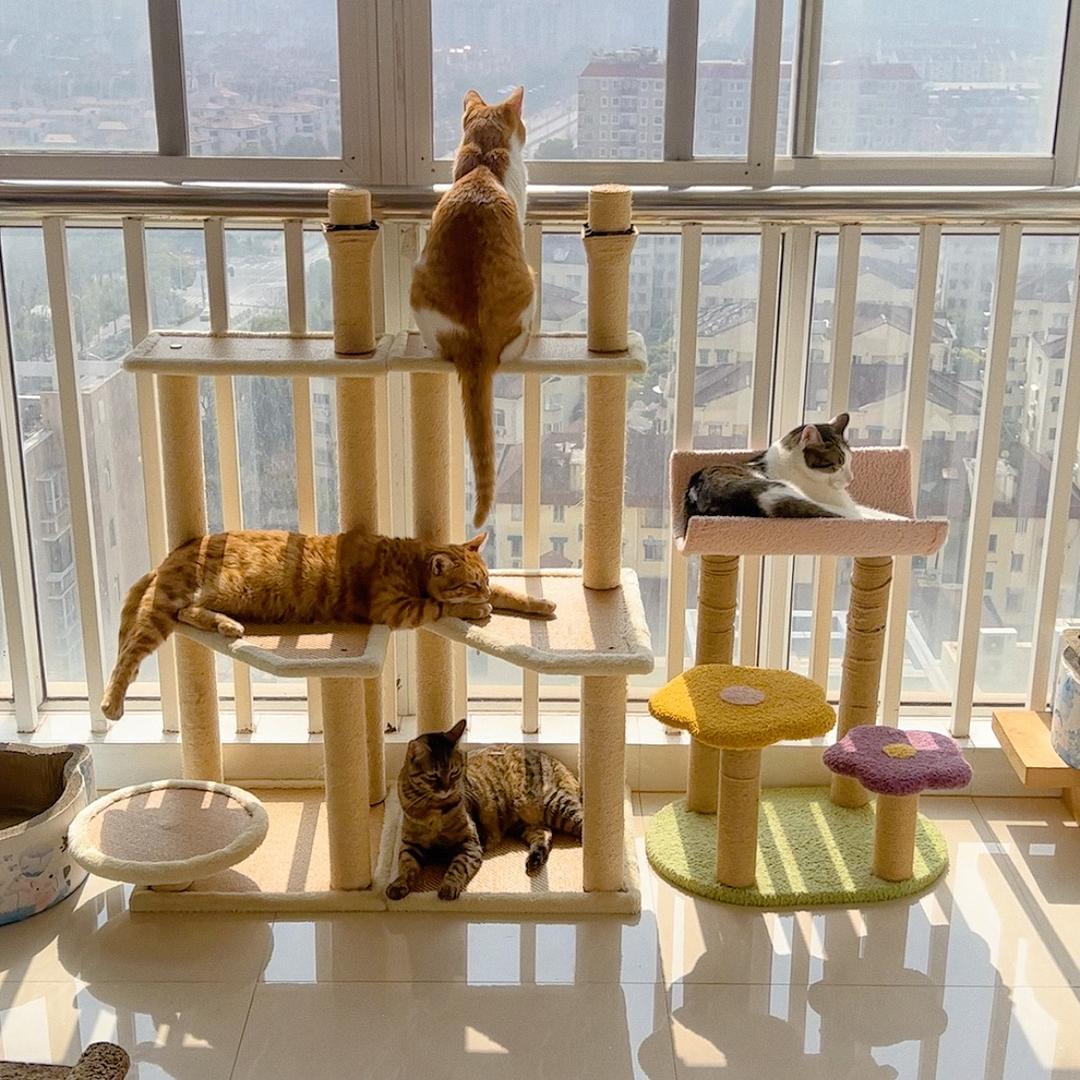 苗苗老师家有四宝🐈