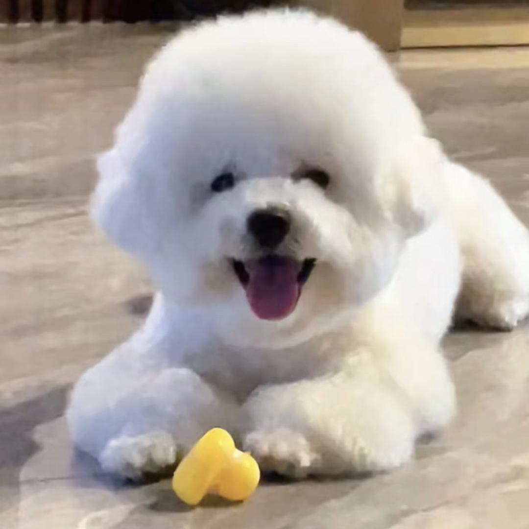 B熊