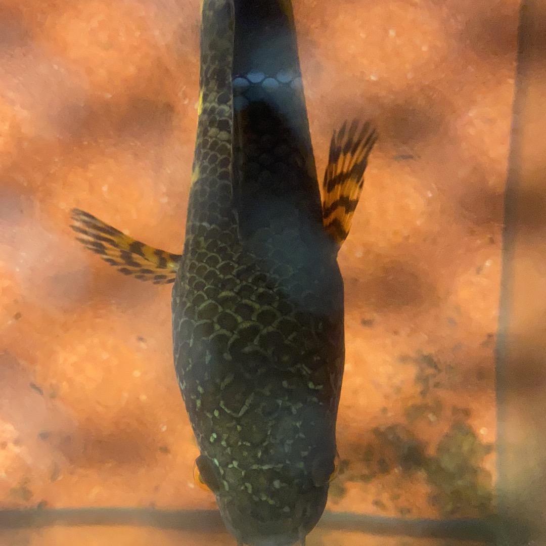 啊林