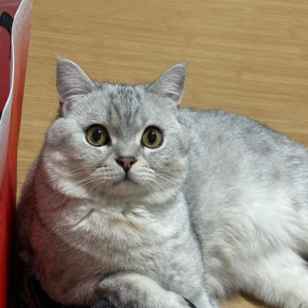 今天杀个猪