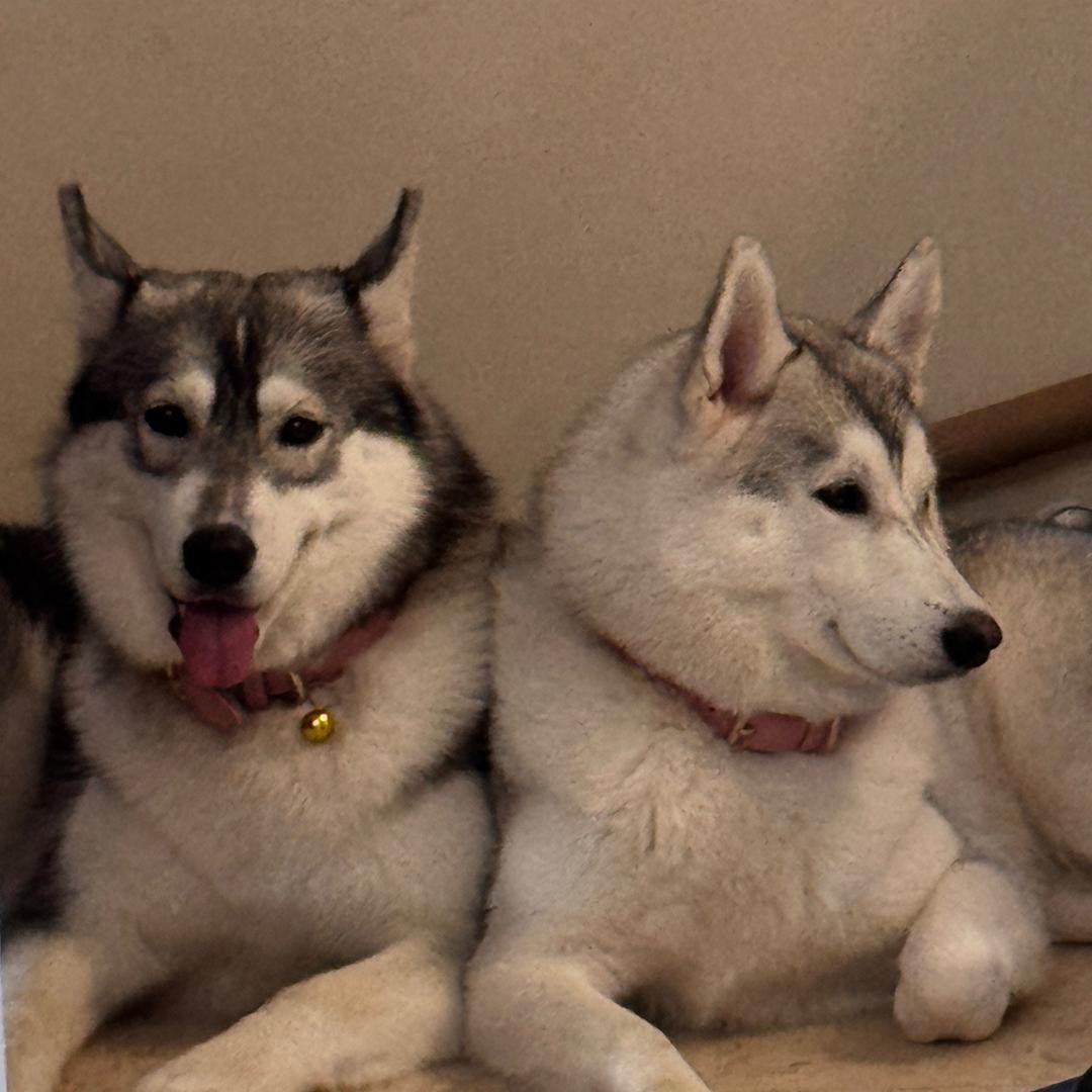 umbrella·宠食（盐城魔力月光店