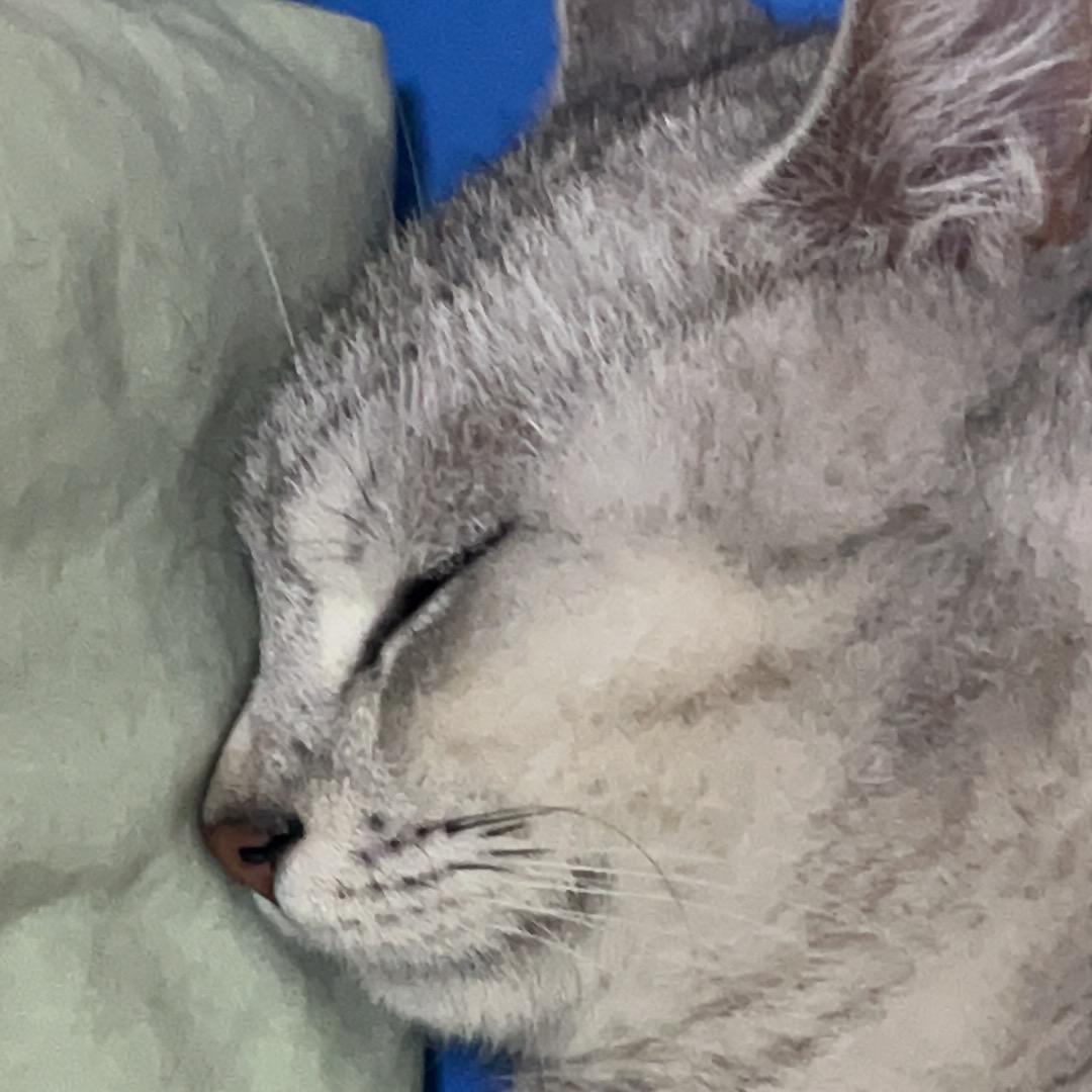 财财是一个撒娇小乖