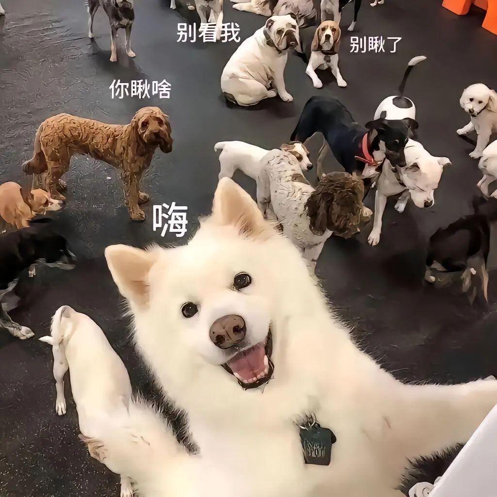社恐的游客小美