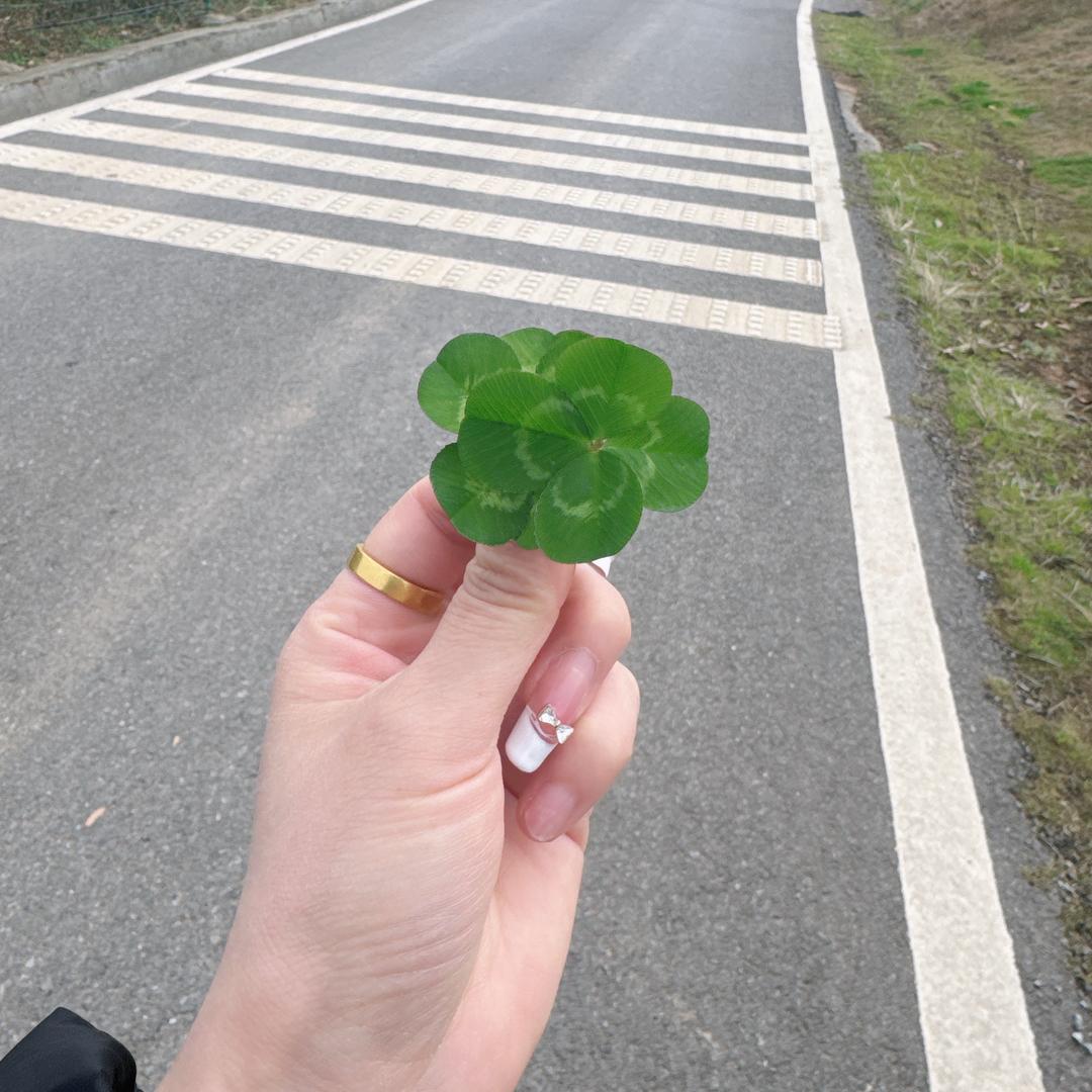 精致V金致