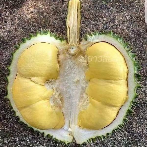 雀森航邦士果树苗木专卖店