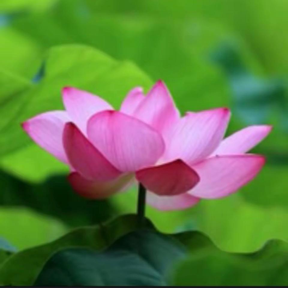 菩提花开～（禅乐机在橱窗）