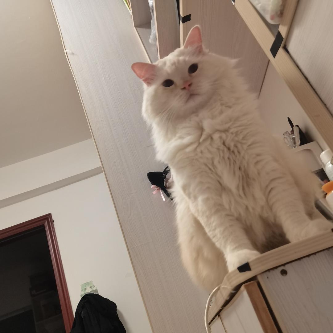 Niangko