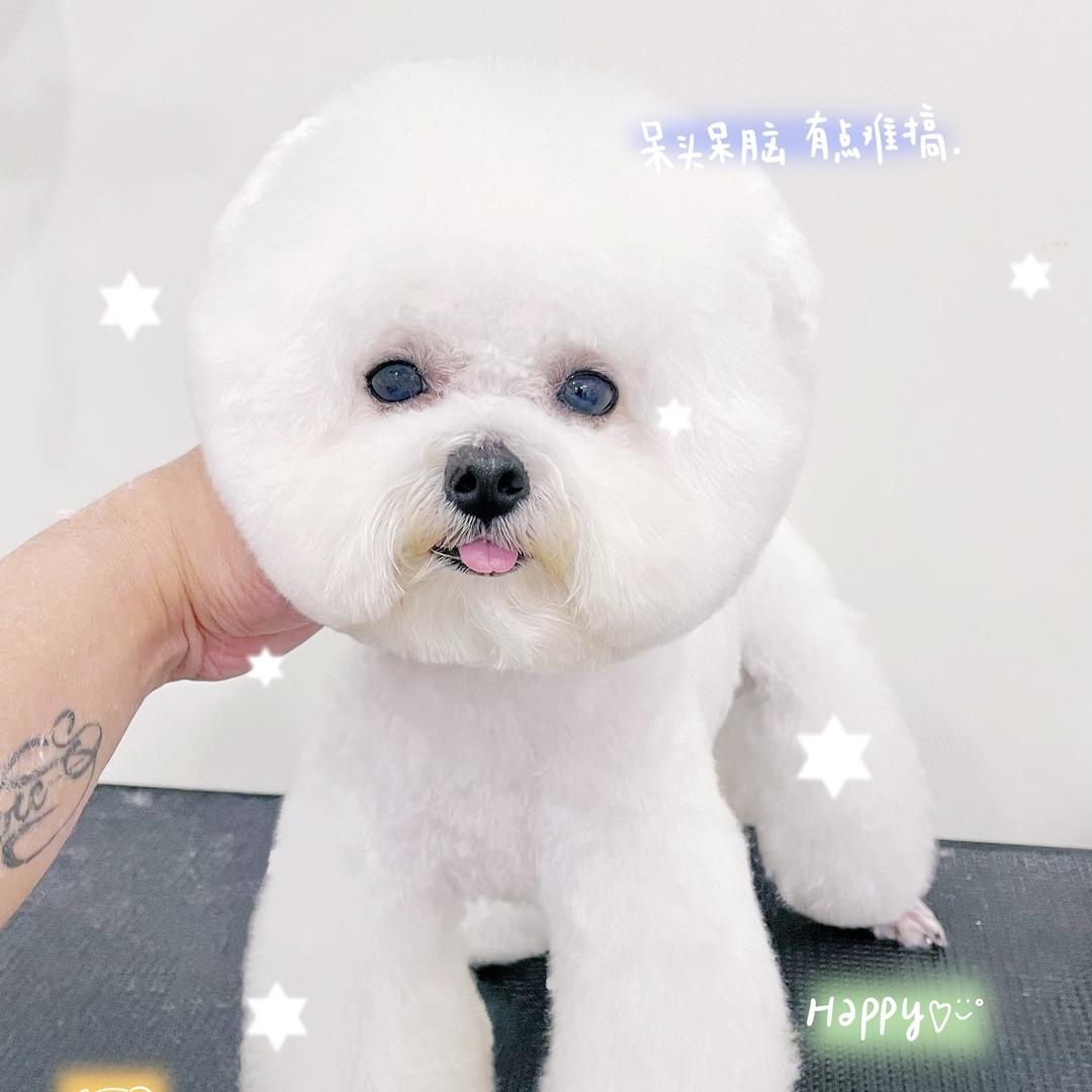 球球是米奇耳比熊