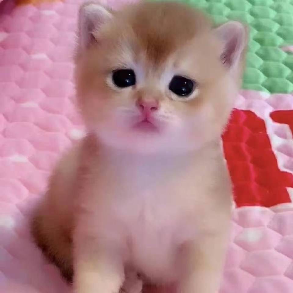 @鎏澜猫邸