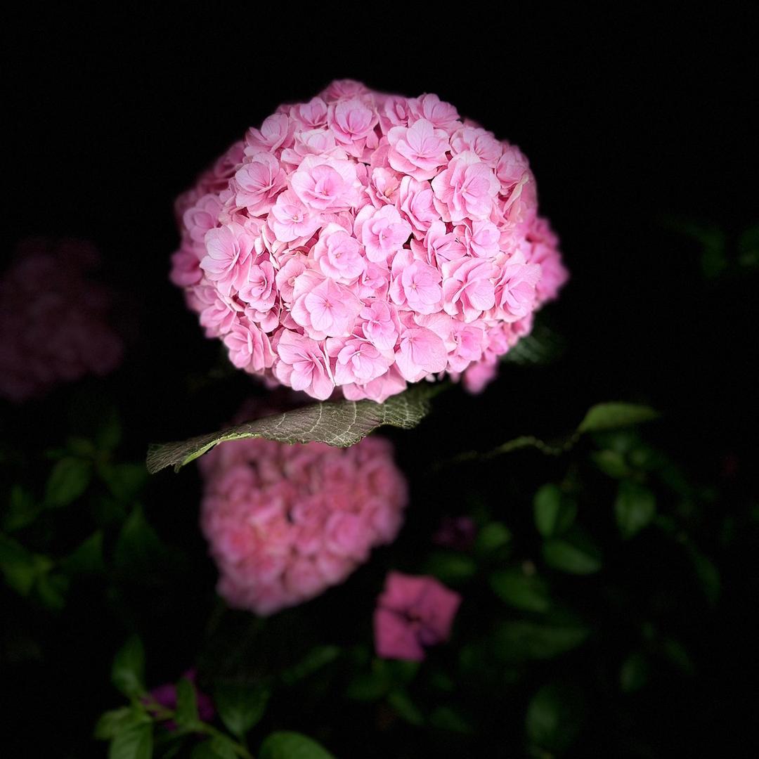 樱音