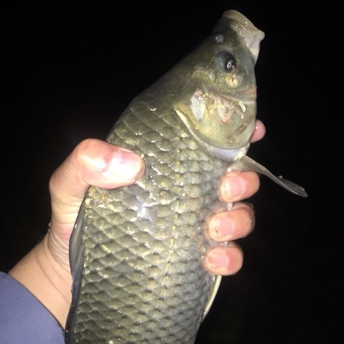 走 钓鱼🎣