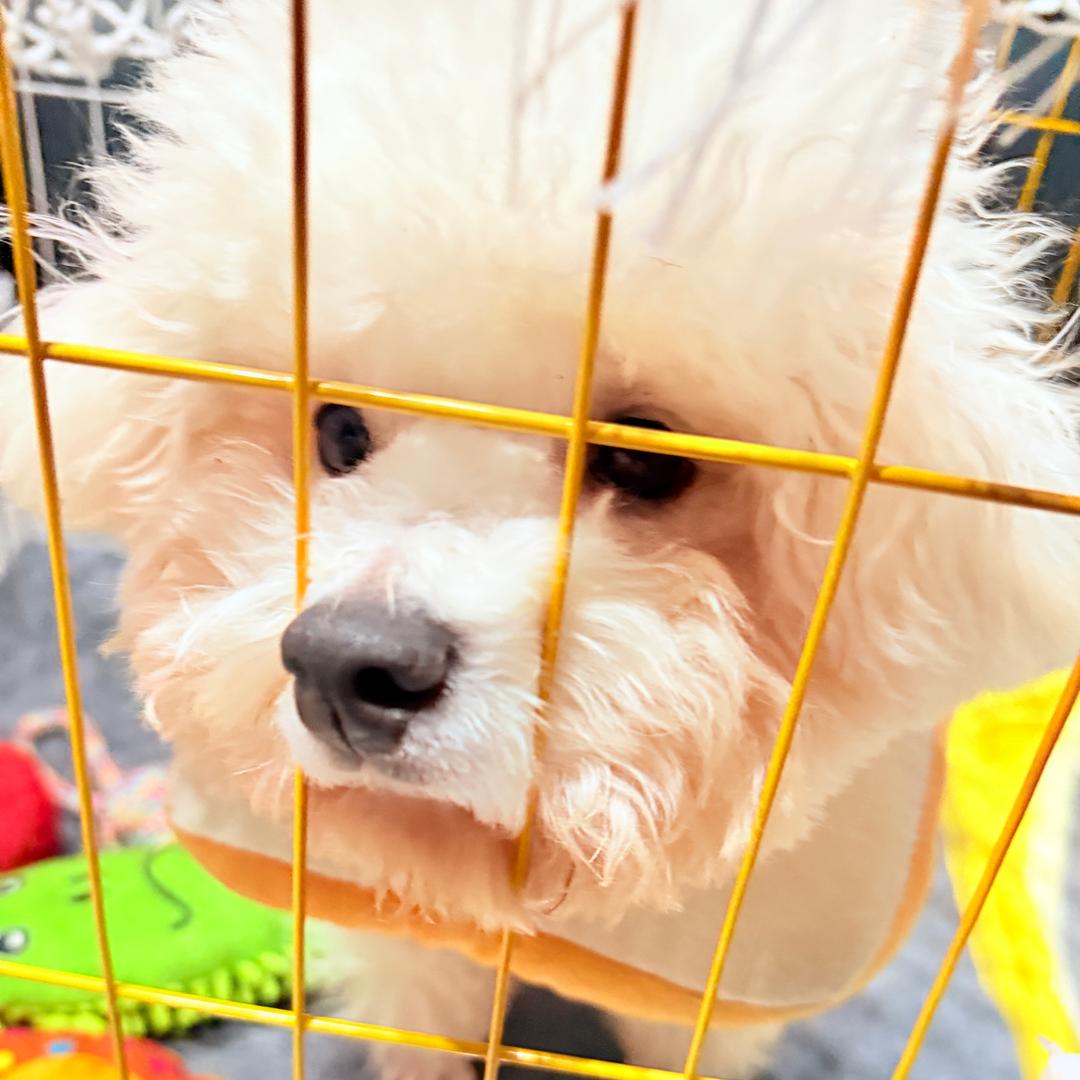 🧼黄油麻薯𓈒◌𓂂𓋜