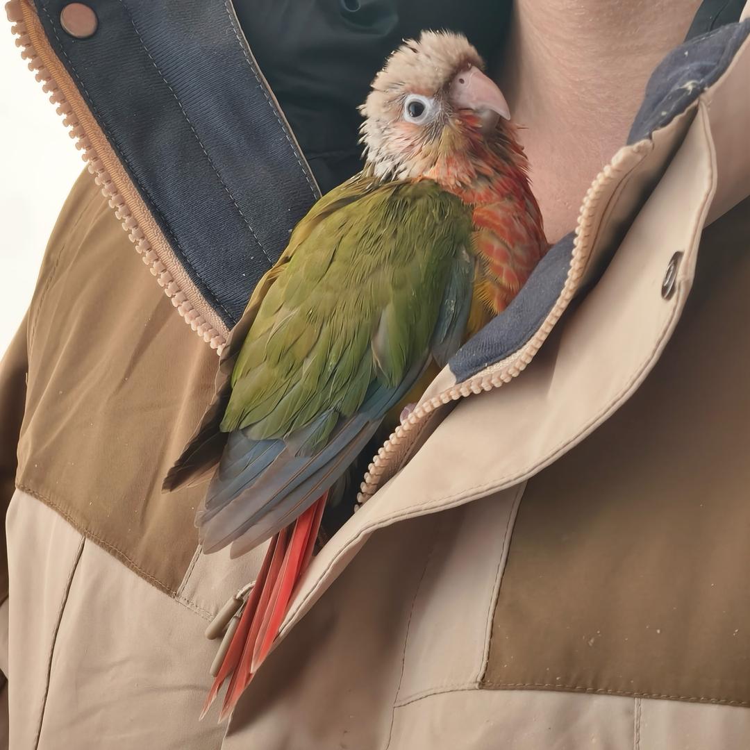 晨晨小太阳（手养记）