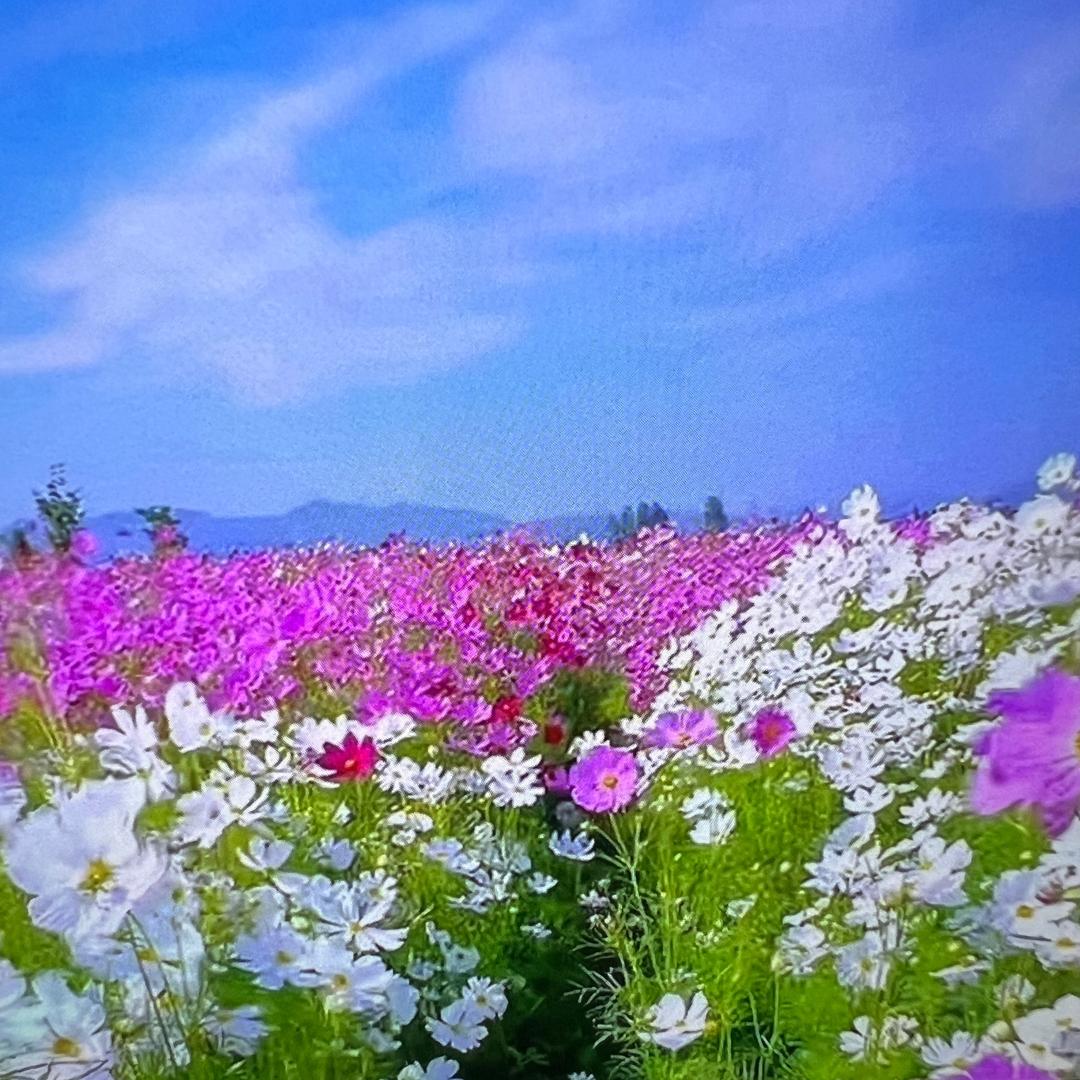 泮丽，分享服饰