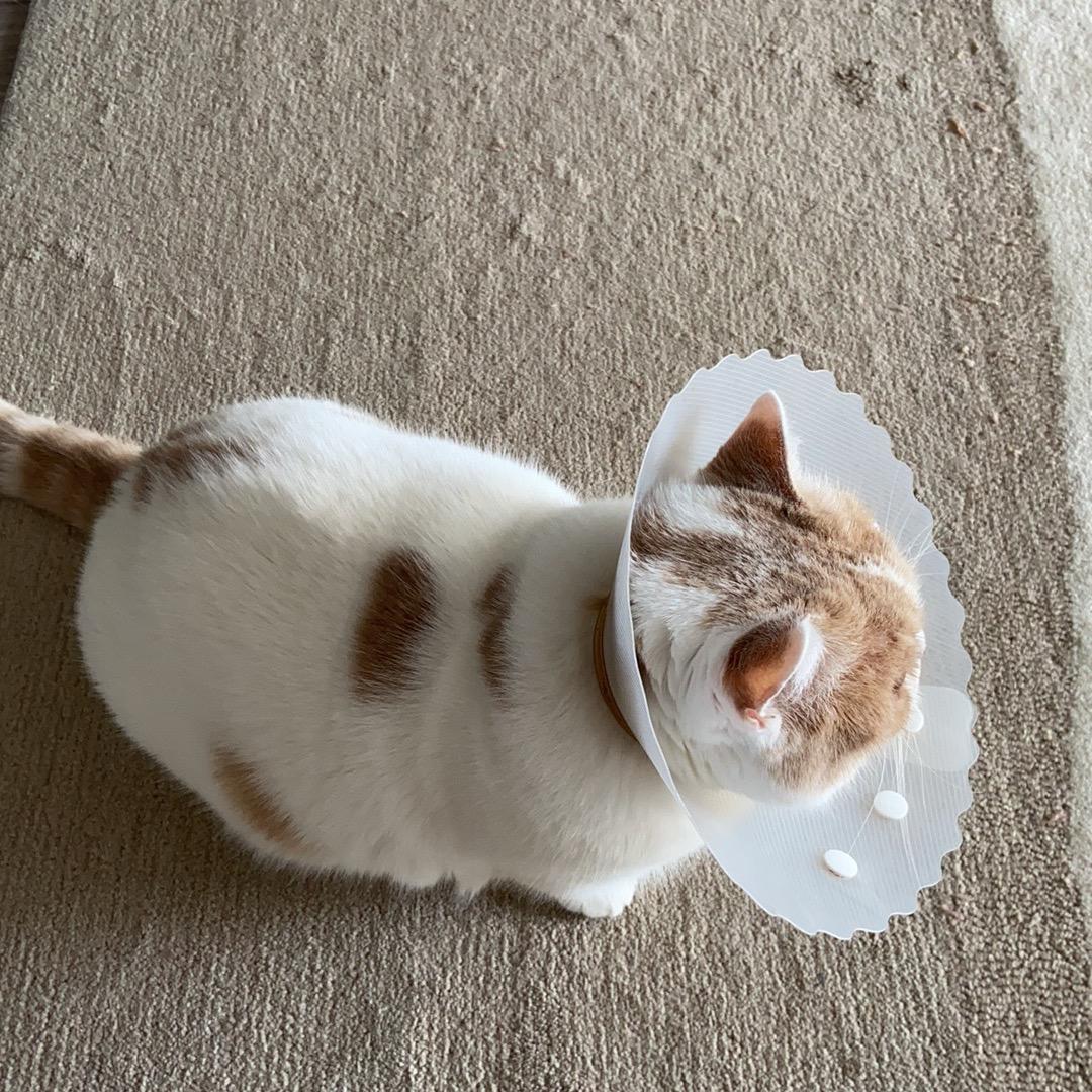 123老板送的飞机祝天天开心