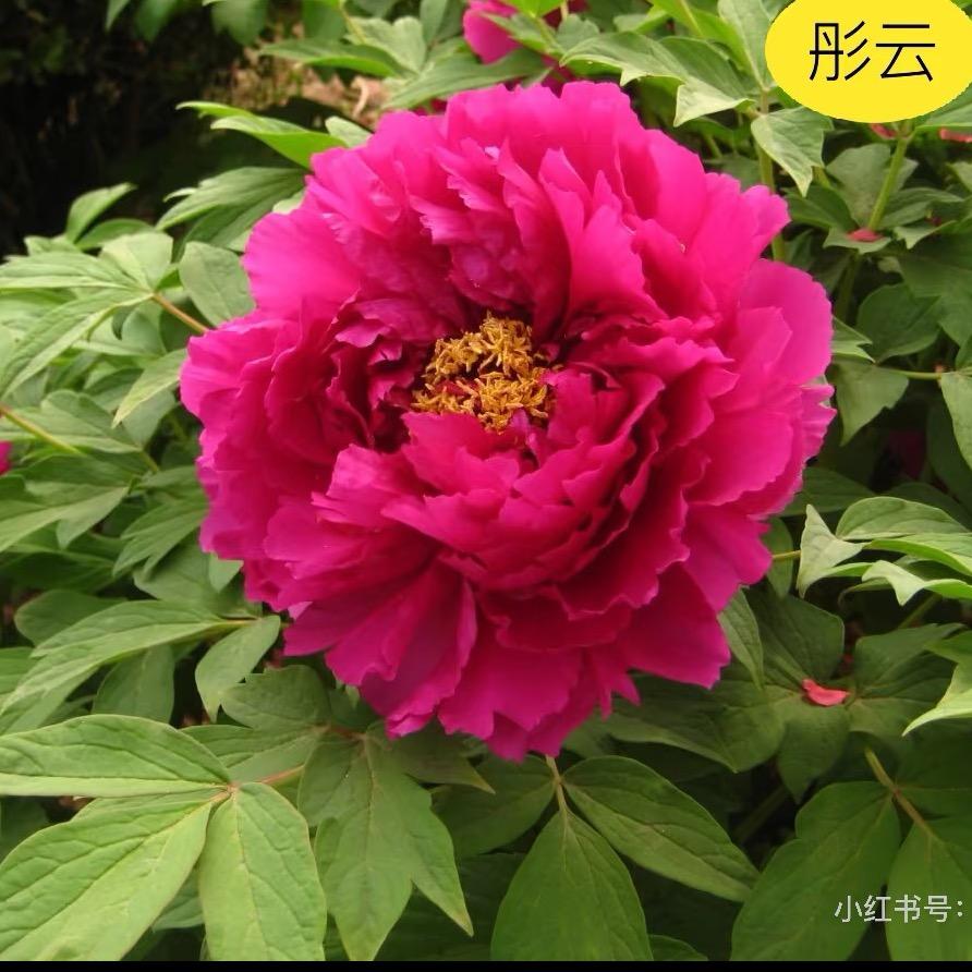 洛阳万里牡丹基地