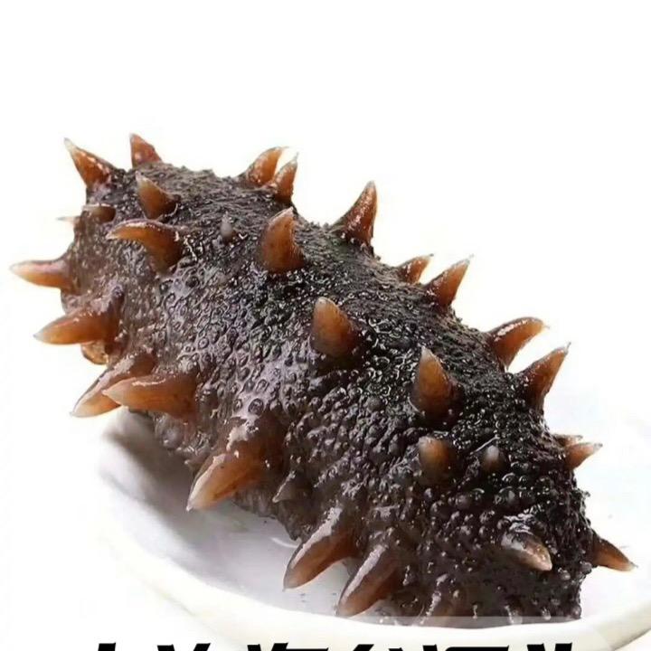 大连海参源头工厂