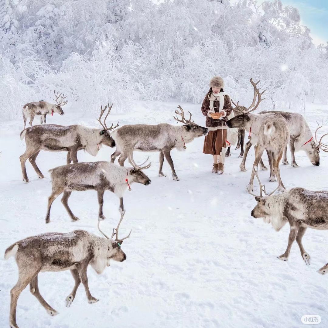 吨吨聊雪乡❄️❄️❄️