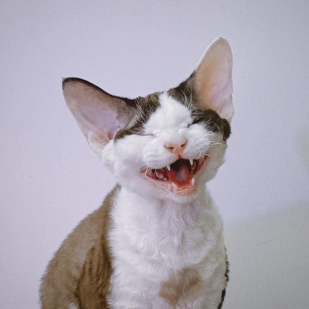 🍔不要偷看我的美味猫堡配方🍼