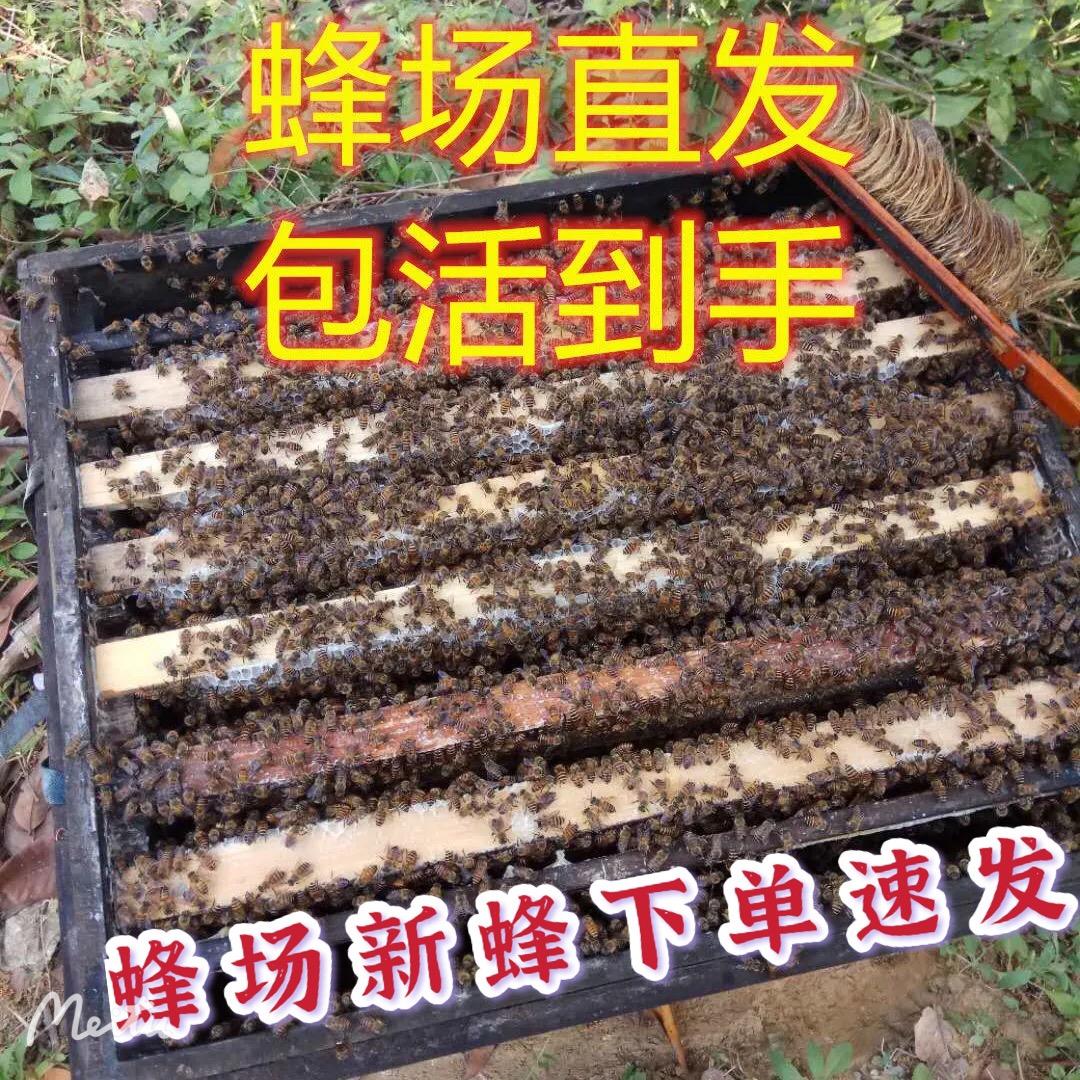 一繁蜂顺中蜂养殖场