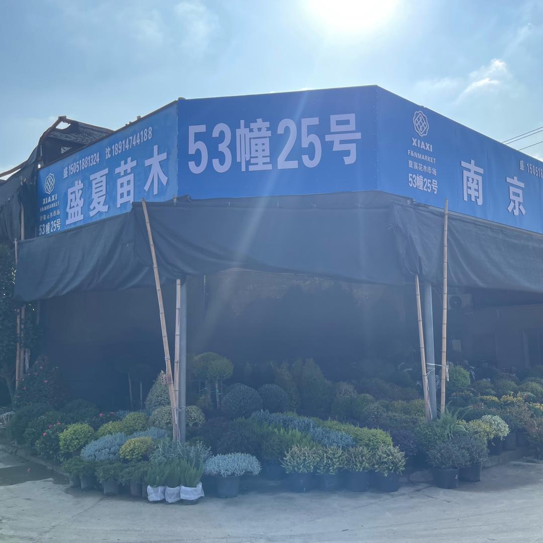 南京盛夏苗木