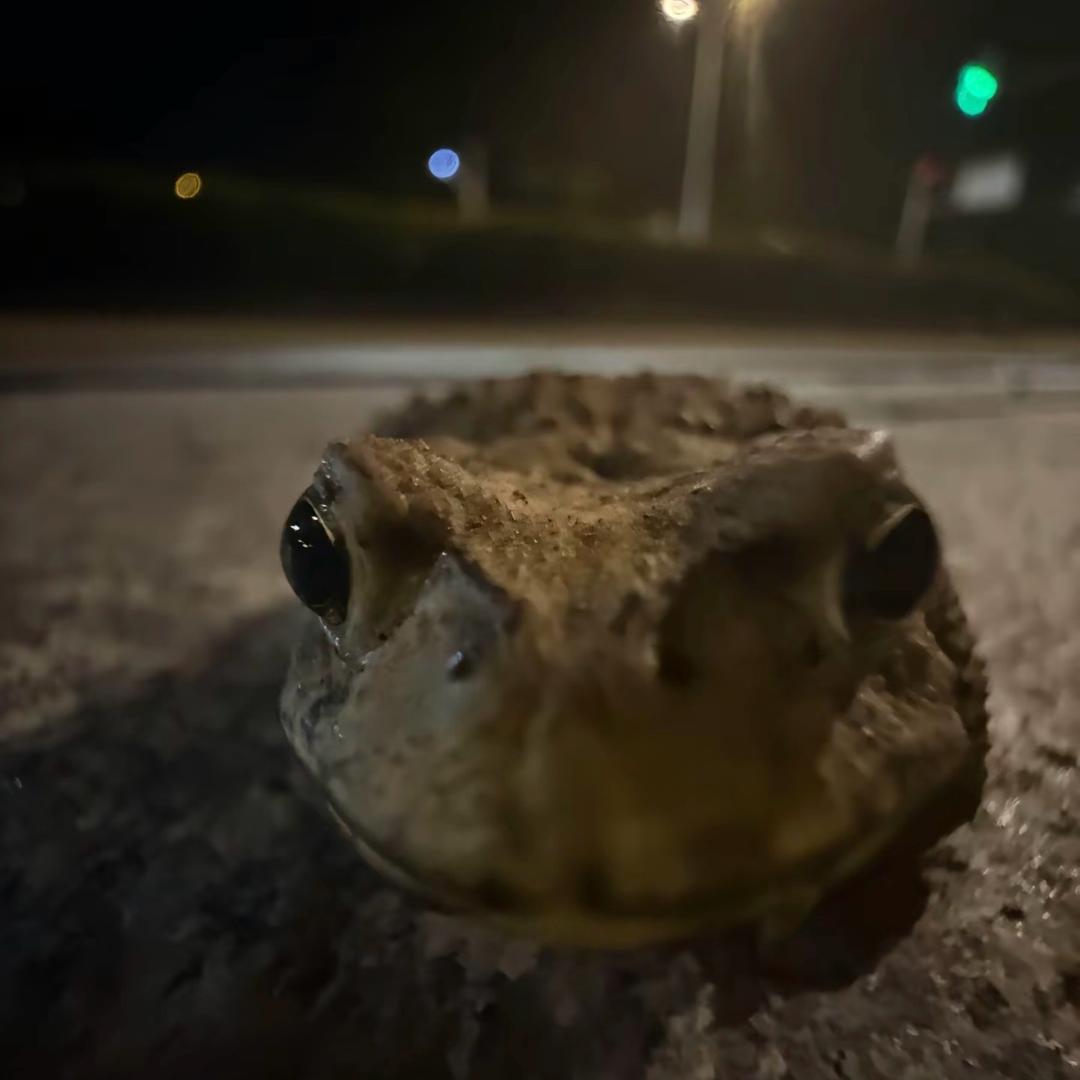 壶
