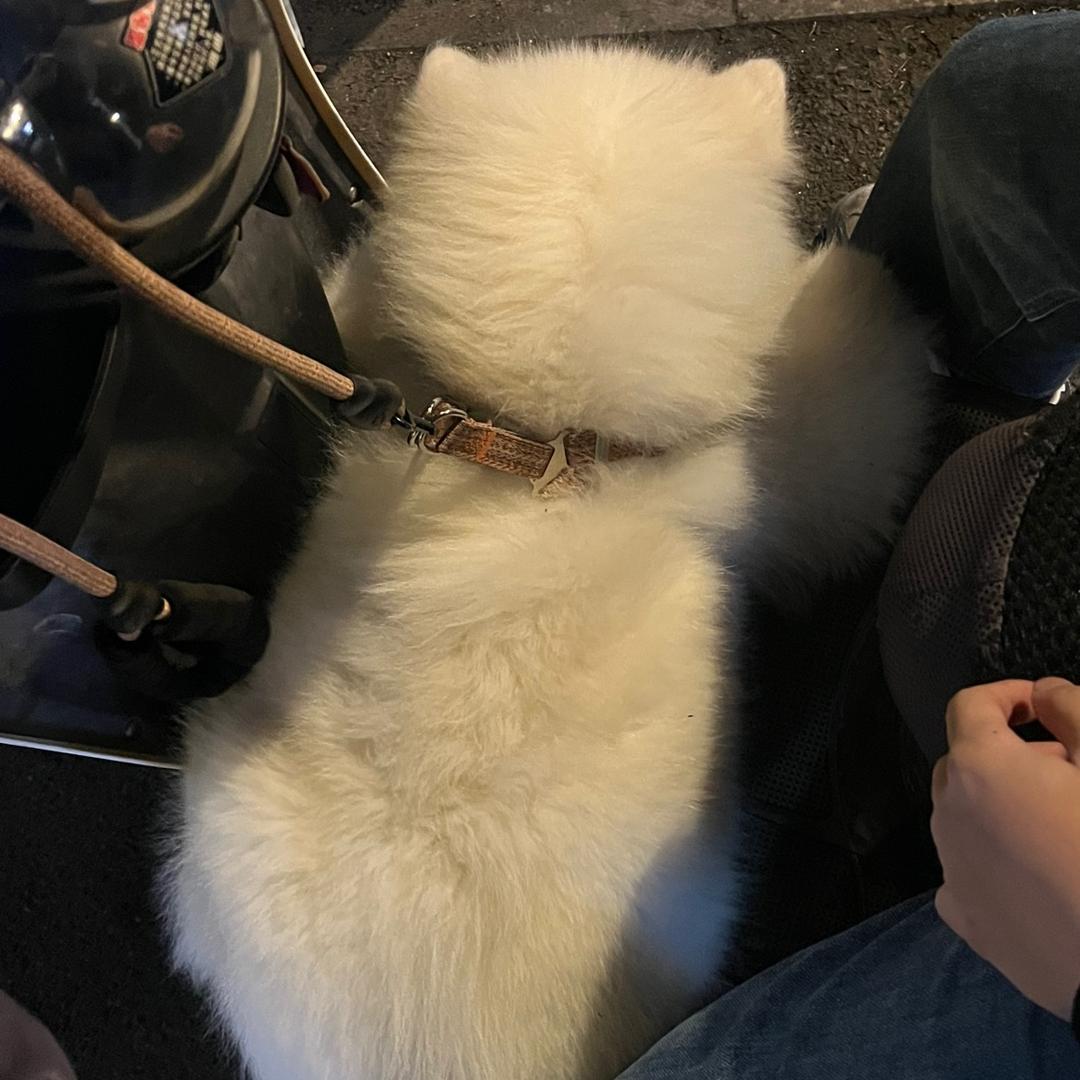 粉色的粉小猪