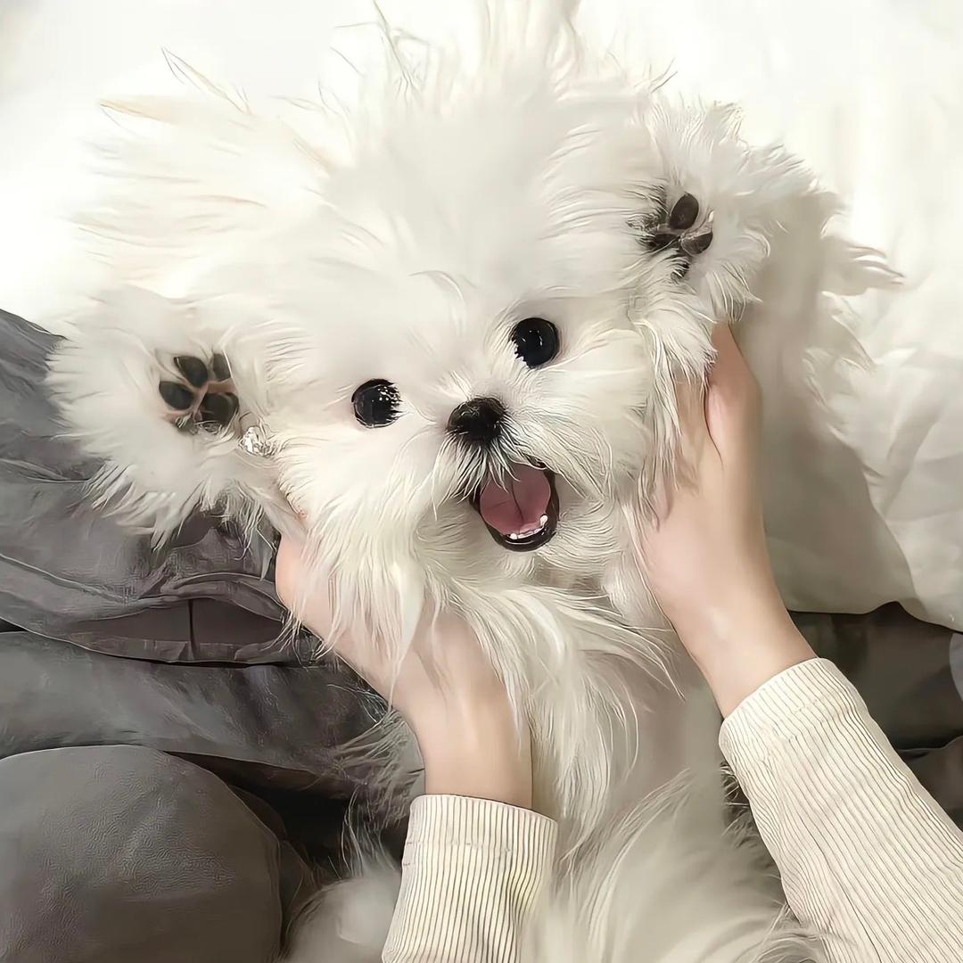 怡心宠物