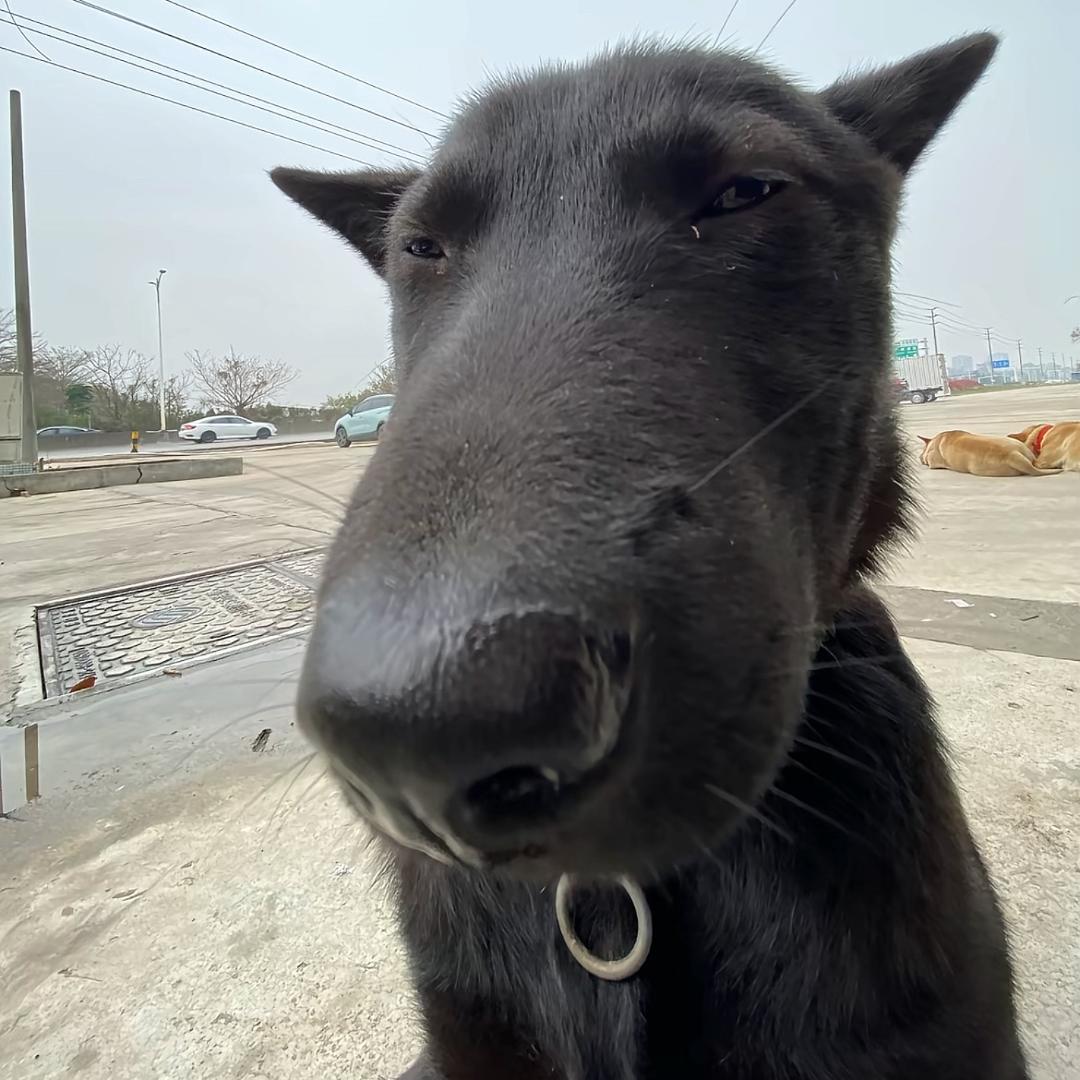 冬瓜