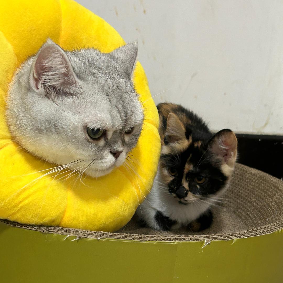 奶妹和芋圆的幸福生活