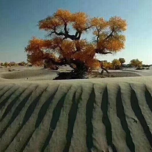 昆仑精选农品屋