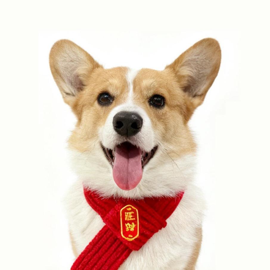 旺仔是只柯基