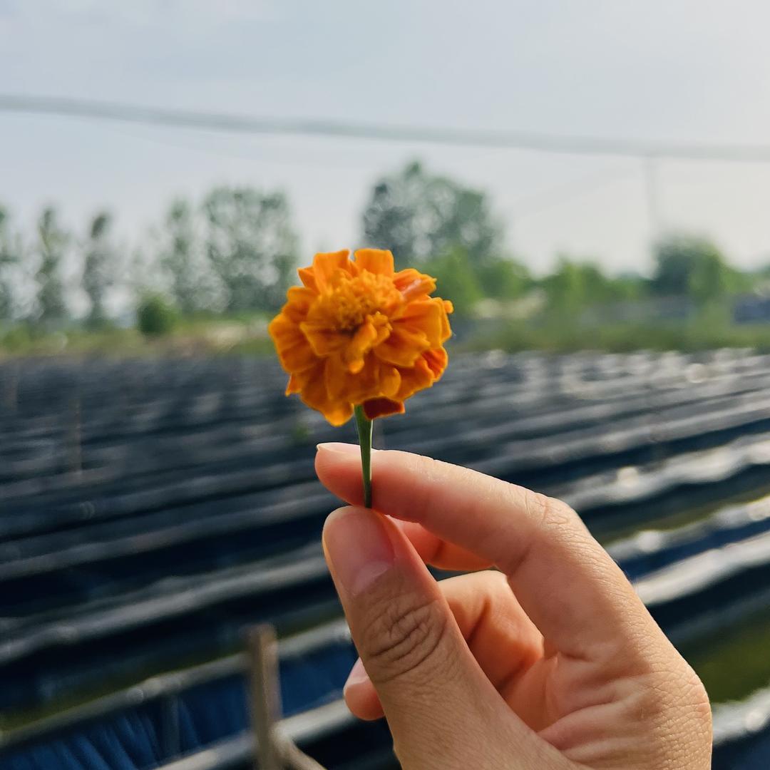 农村子记录生活