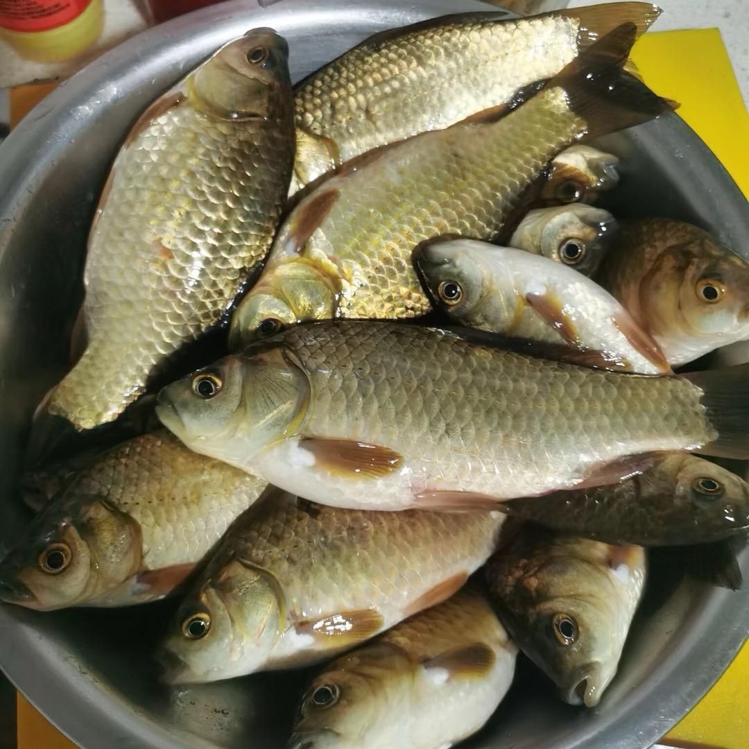 杨总垂钓
