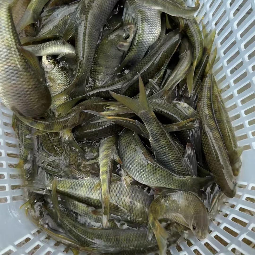 溪流小羊