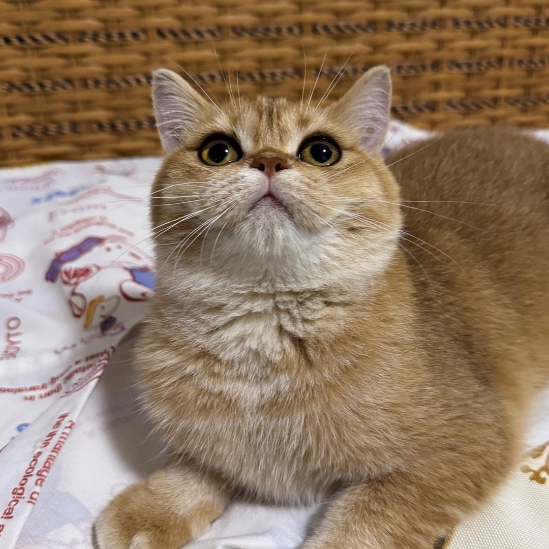 夕夕呀、