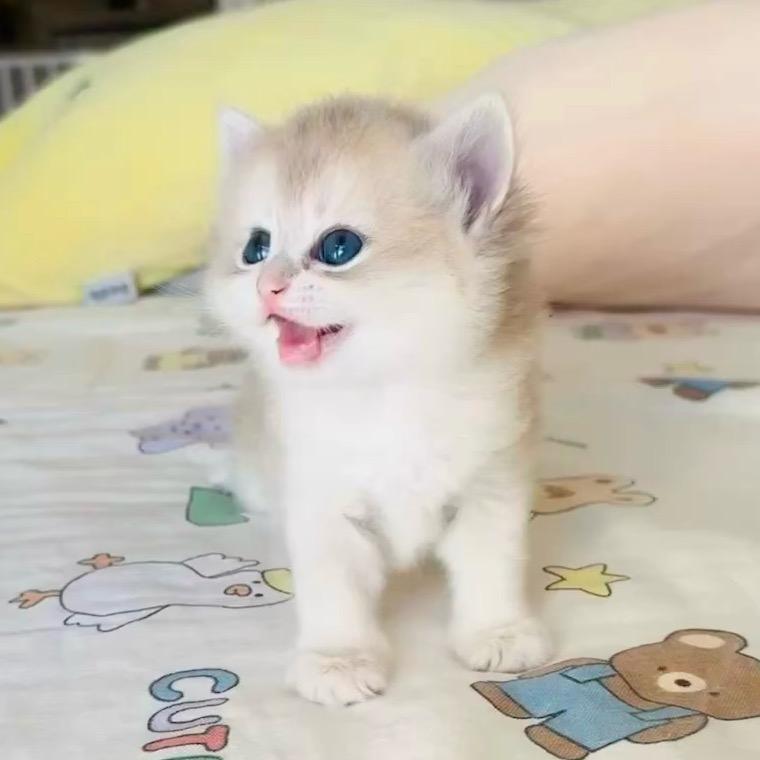 不是猫舍