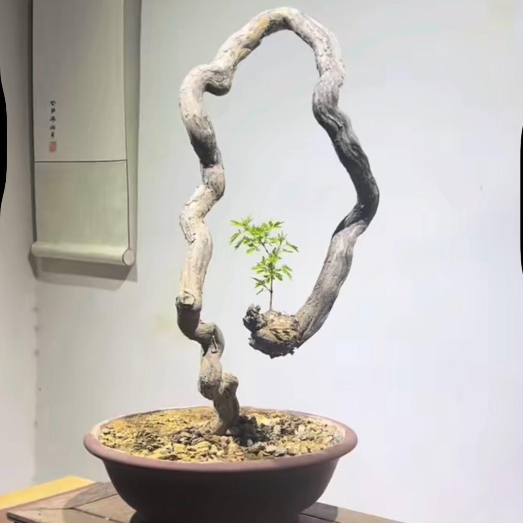 太行黄荆盆景淇