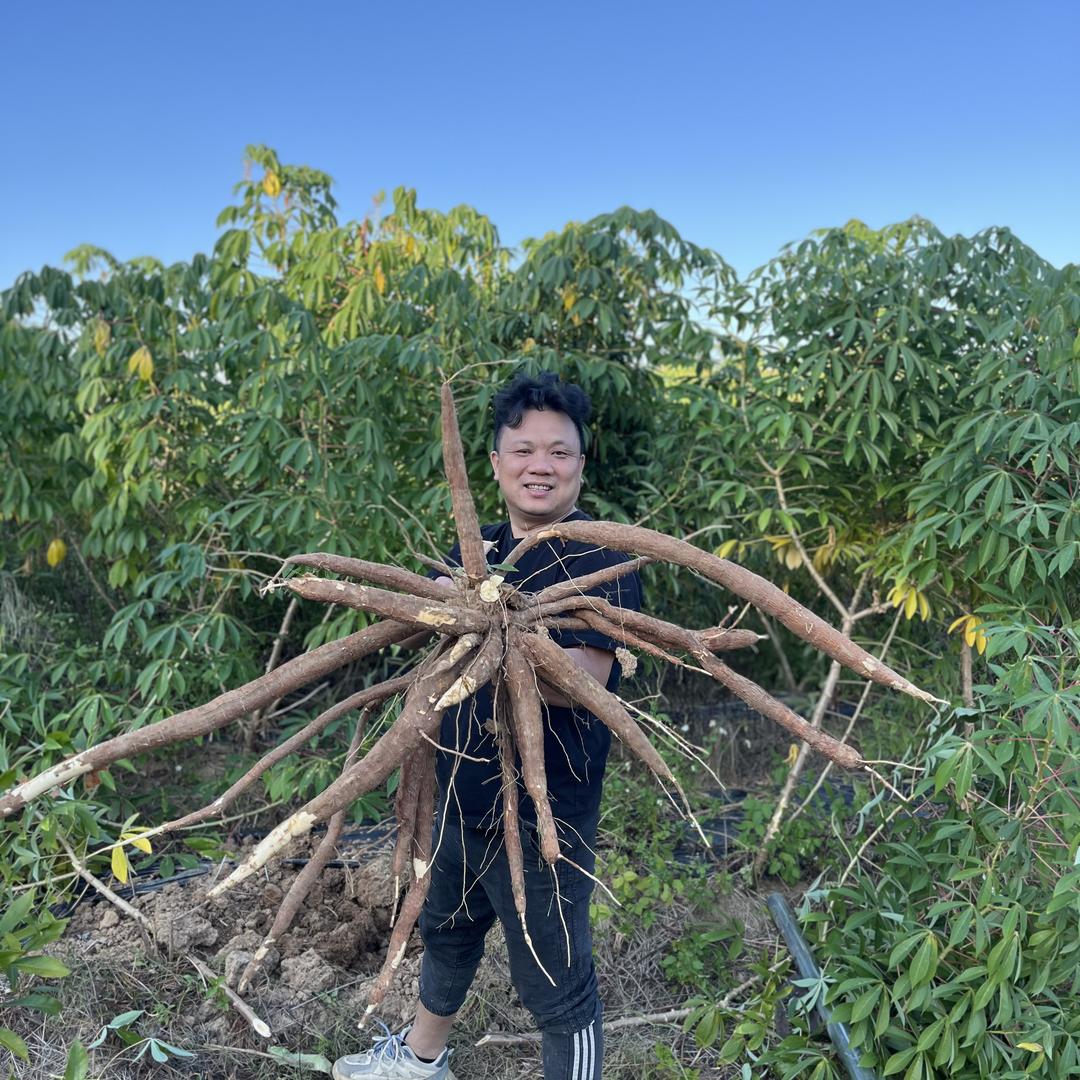 小七工坊   食用木薯全年供应链