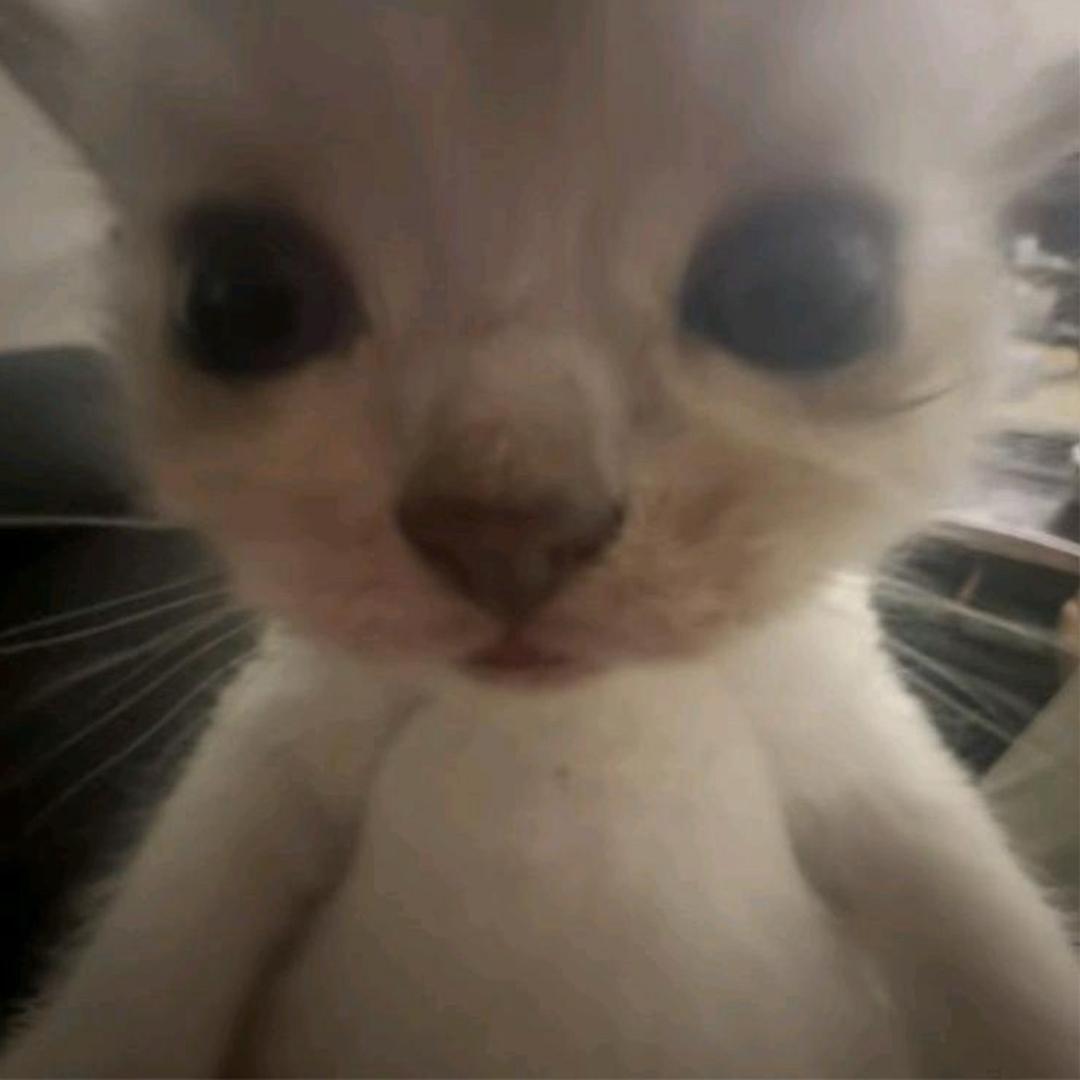 咪Z