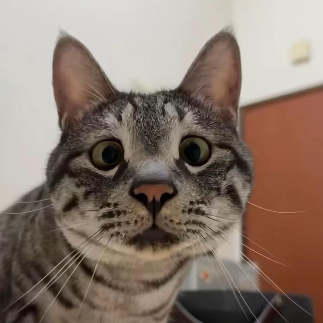 苏小