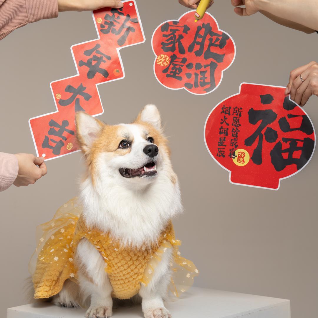 柯基肚小兜(大实话版)🍓