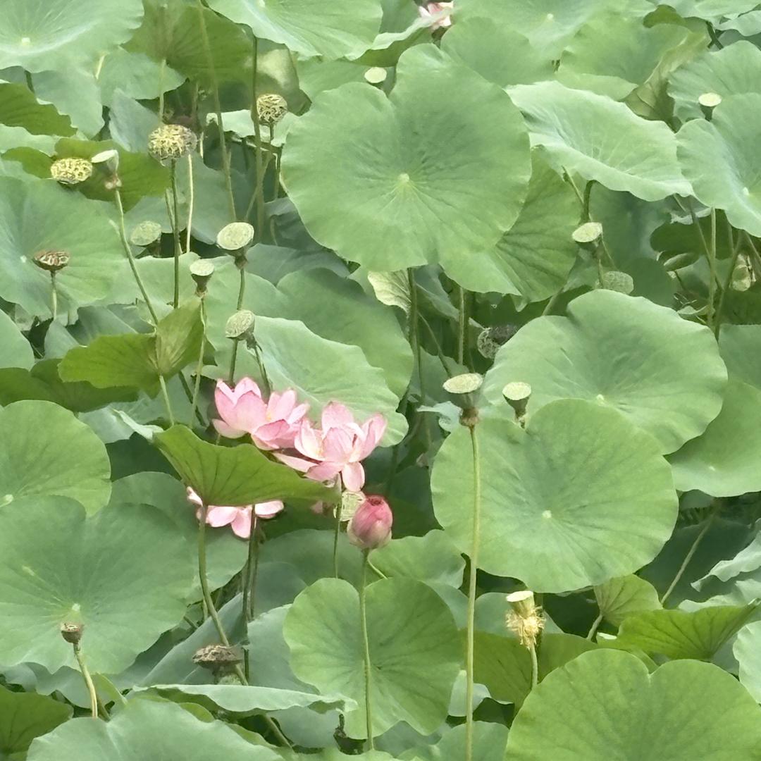 妙玄优品生活严选铺