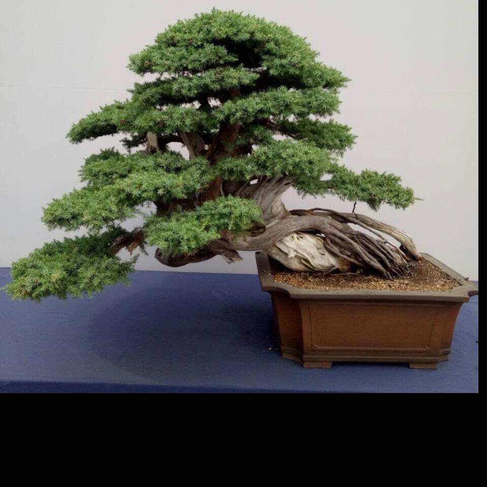 艺圣园